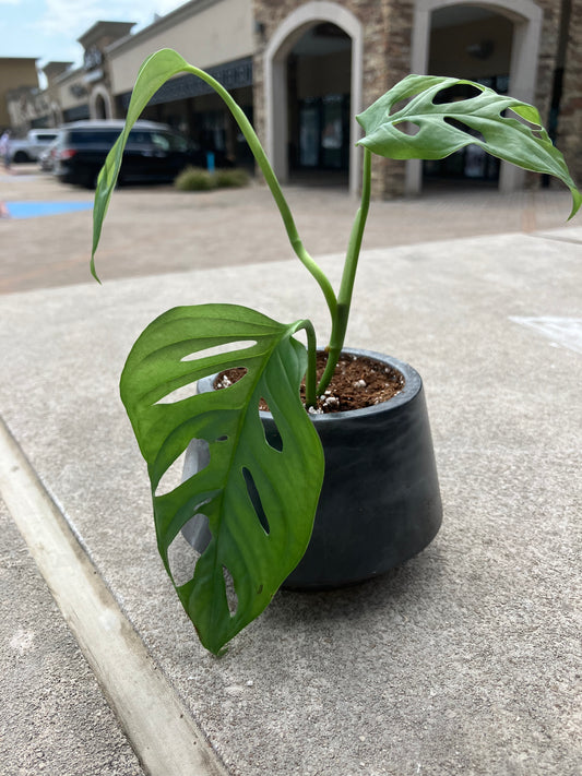 3 In Geometric Pot with Monstera Plant